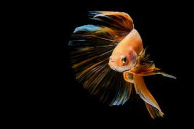 Sarı yarım ay kelebeği betta balığı