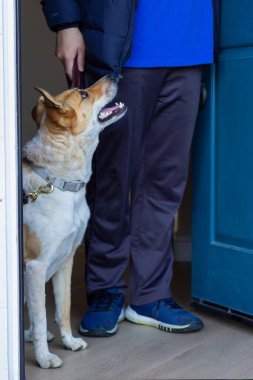 Tasmalı köpek kapıda dururken sahibine bakar.