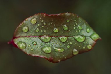 Çin porselenlerinin yakın plan yeşil yapraklı su damlacıkları
