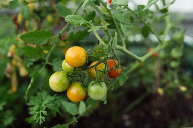 Bahçe kirazlı domates fidanları ve olgun meyveler.