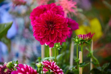 Bahçede açan kırmızı Dahlia 'nın yakın çekim görüntüsü