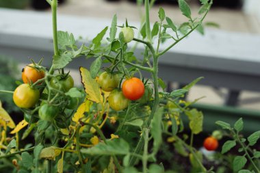 Çeri domates bitkileri güneşli bir bahçe ortamında yetişir.