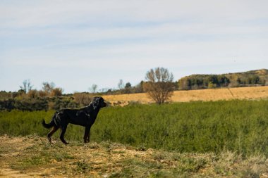 Rottweiler Köpeği Tepeye Bakış Alanında