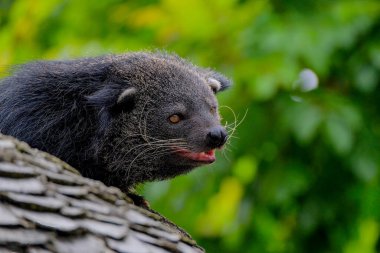 Tapılası ikili yüz (Arctictis binturong).