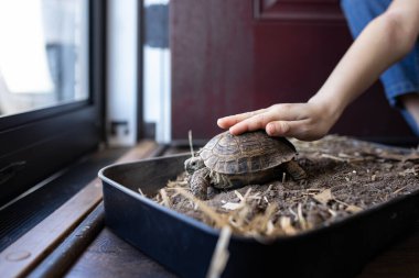 Childs el nazikçe kapalı bir habitat tepsisindeki kaplumbağaya dokunuyor.