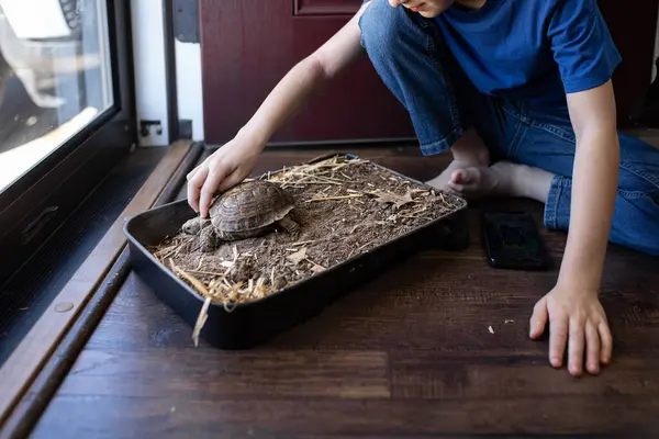Çocuk kapının yanındaki habitat tepsisinde kaplumbağaya hafifçe dokunuyor.