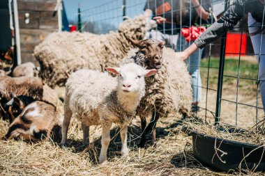 Koyunlar ve keçiler ağılda, insanlar onları samanla besliyor.