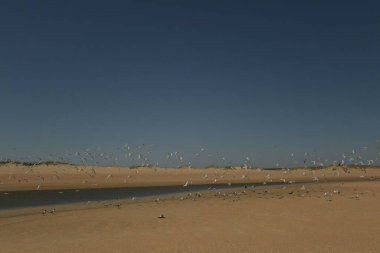 Cape Hatteras Ulusal Denizi 'ne göç eden martı sürüsü
