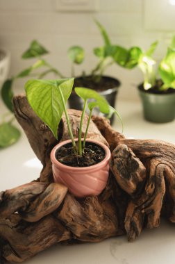 Pothos bitkisi pembe tencerede, bükülmüş dalların içinde.