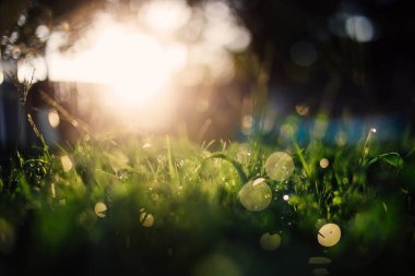 Çimenlerin üzerindeki su damlacıkları altın güneş tarafından aydınlatılıyor.
