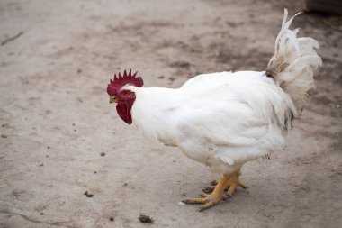 Beyaz horoz kırmızı bir tarak ve gerdanla toprak bir çiftlikte duruyor.