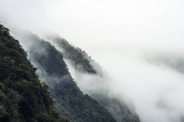 Milford Sound, Yeni Zelanda 'daki Puslu Ağaç Dağları