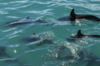 Yunuslar Kaikora, Yeni Zelanda açıklarında yüzüyorlar.