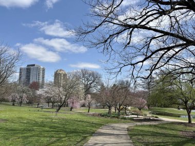 Cincinnati 'deki Eden Park' ta çiçek açan ağaçlarla dolu kıvrımlı park yolu.