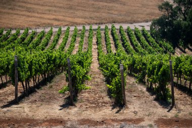 Santiago yakınlarındaki Casablanca Vadisi 'nde üzüm bağları