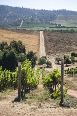Santiago yakınlarındaki Casablanca Vadisi 'nde üzüm bağları