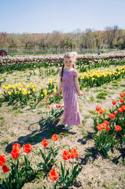 Renkli bir çiçek tarlasında elinde lale sepeti tutan pembe elbiseli bir kız.