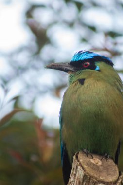 Momotus aequatorialis 'in yakın çekim fotoğrafı