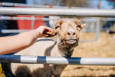 Güneşli bir günde metal bir çitin arkasında koyun okşamanın yakın çekimi