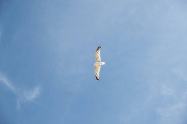 Martı, açık mavi gökyüzünde yükseliyor.