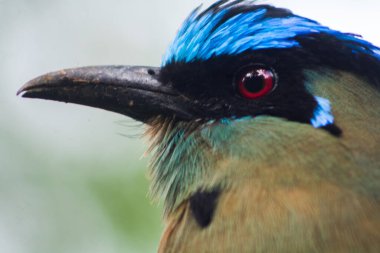 Momotus aequatorialis 'in yakın çekim fotoğrafı