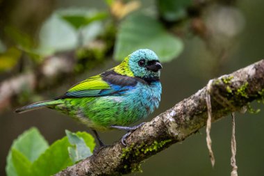 Yeşil yağmur ormanlarında güzel renkli tropikal kuş