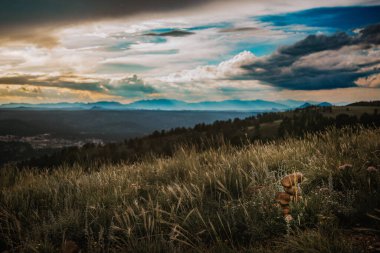 Otlaklar dağlara bakıyor.