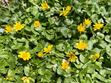 Parlak sarı kır çiçekleri yemyeşil bahar yaprakları arasında açar.