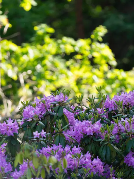 Güneş ışığında mor rhododendron çiçekleri