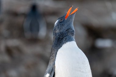 Antarktika 'daki gentoo penguenleri. Vahşi doğa.