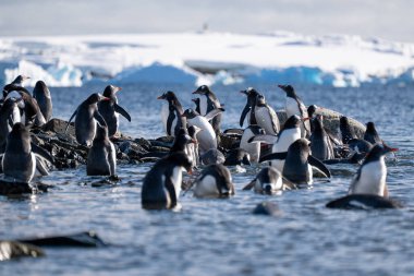 Antarktika 'daki gentoo penguenleri. Vahşi doğa.