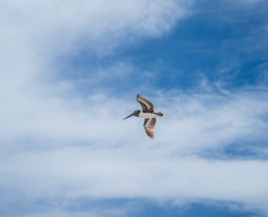 Florida 'da gökyüzünde uçan pelikan
