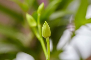Daldaki yeşil orkide tomurcuğunun yakın görüntüsü