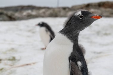 Antarktika 'daki gentoo penguenleri. Vahşi doğa.