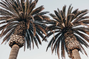 Del Mar 'da iki uzun palmiye ağacı, soluk bir gökyüzü zeminine karşı CA.