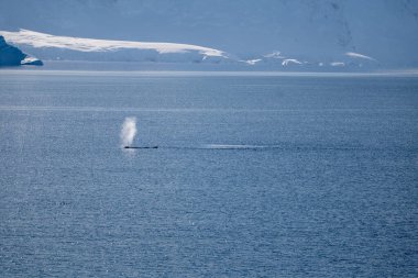 Mavi suyla okyanusa dalan kambur balinaların görüntüsü. Sou.