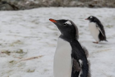 Antarktika 'daki gentoo penguenleri. Vahşi doğa.