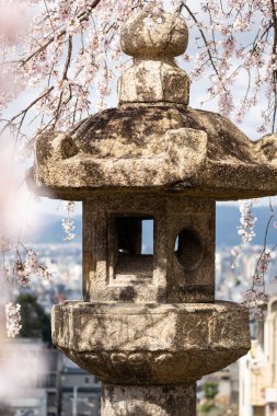Baharda Japon fenerini çerçeveleten kiraz çiçeği.