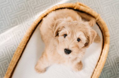 Yumuşak beyaz bir battaniyenin üzerinde hasır bir sepette oturan tüylü köpek yavrusu..