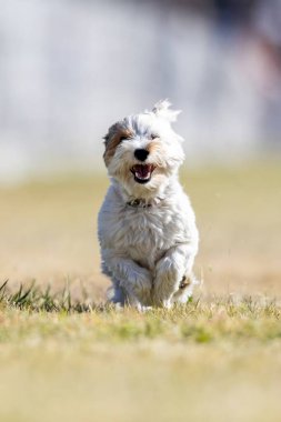 Biewer Terrier Koşu Pisti Hızlı Köpek Sporu
