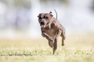 Amerikan Kılsız Teriyeri Koşu Pisti Hızlı Köpek Sporu