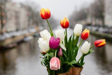 Bulutlu Gün 'de Amsterdam Kanalı' na Karşı Çerçevelenen Parlak Bahar laleleri