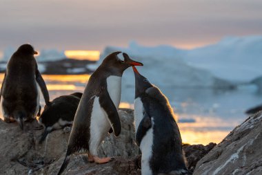 Antarktika 'daki gentoo penguenleri. Vahşi doğa.