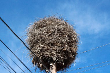 Leylek yuvası yuvada