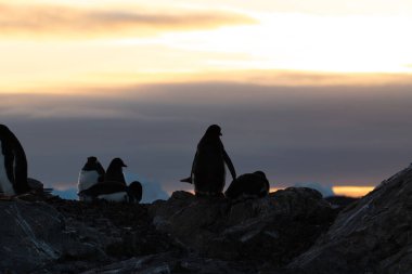 Antarktika 'daki gentoo penguenleri. Vahşi doğa.
