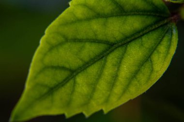 Canlı yeşil bir yaprağın makro görüntüsü karmaşık damar desenleri gösteriyor