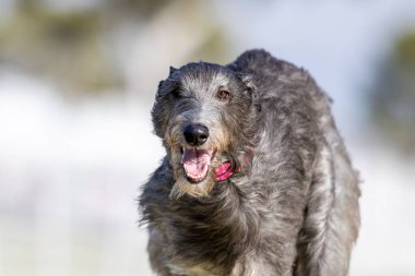 İskoç Deerhound Koşu Alanı Hızlı Koşu Pisti Köpek Sporu
