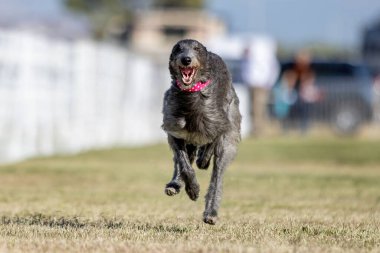 İskoç Deerhound Koşu Alanı Hızlı Koşu Pisti Köpek Sporu