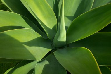 Agave Zarafet: Güneş Işığındaki Sulu Bitkinin Yakın Çekimi