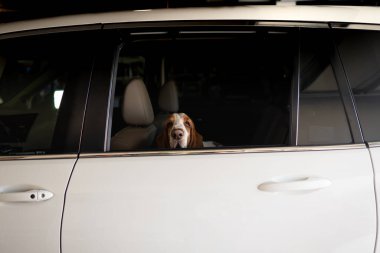 Basset av köpeği sopaları araba sürmeyi bekliyor.